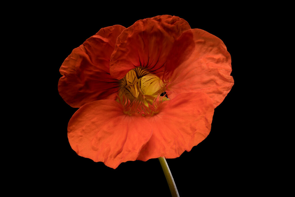 Close-up of vibrant orange flower on black background.